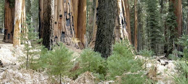 Sapling sequoias growing in the forest