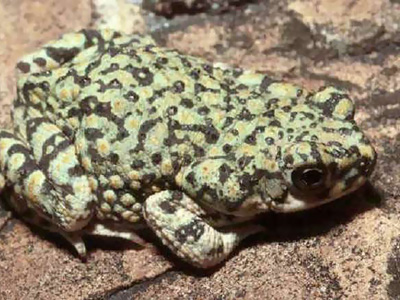 Western green toad on a reddish rock surface