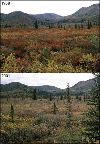 Comparing Denali images from 1958 to 2001