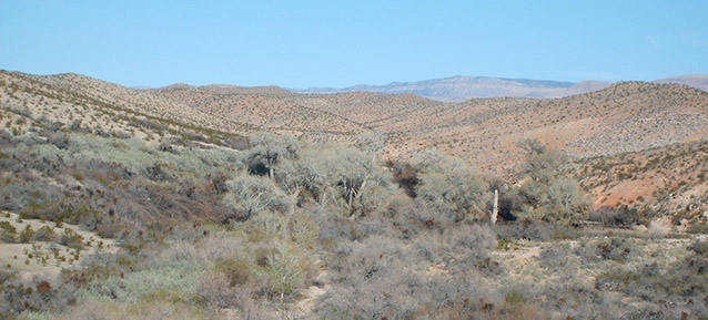 Low scrub vegetation dots the rolling topography of the desert landscape at Tassi Ranch.