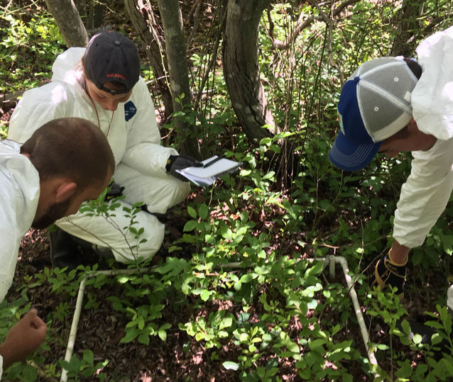 Staff monitor vegetation in the Sunken Forest