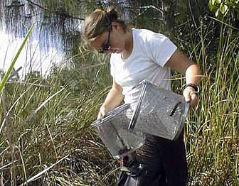 An intern monitors the diversity and abundance of aquatic species in Everglades National Park.