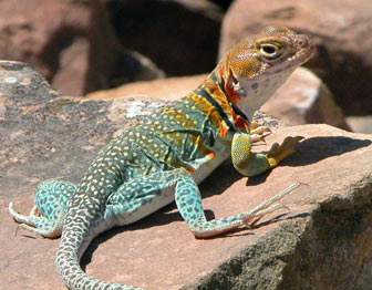Collared lizard in Mesa Verde National Park