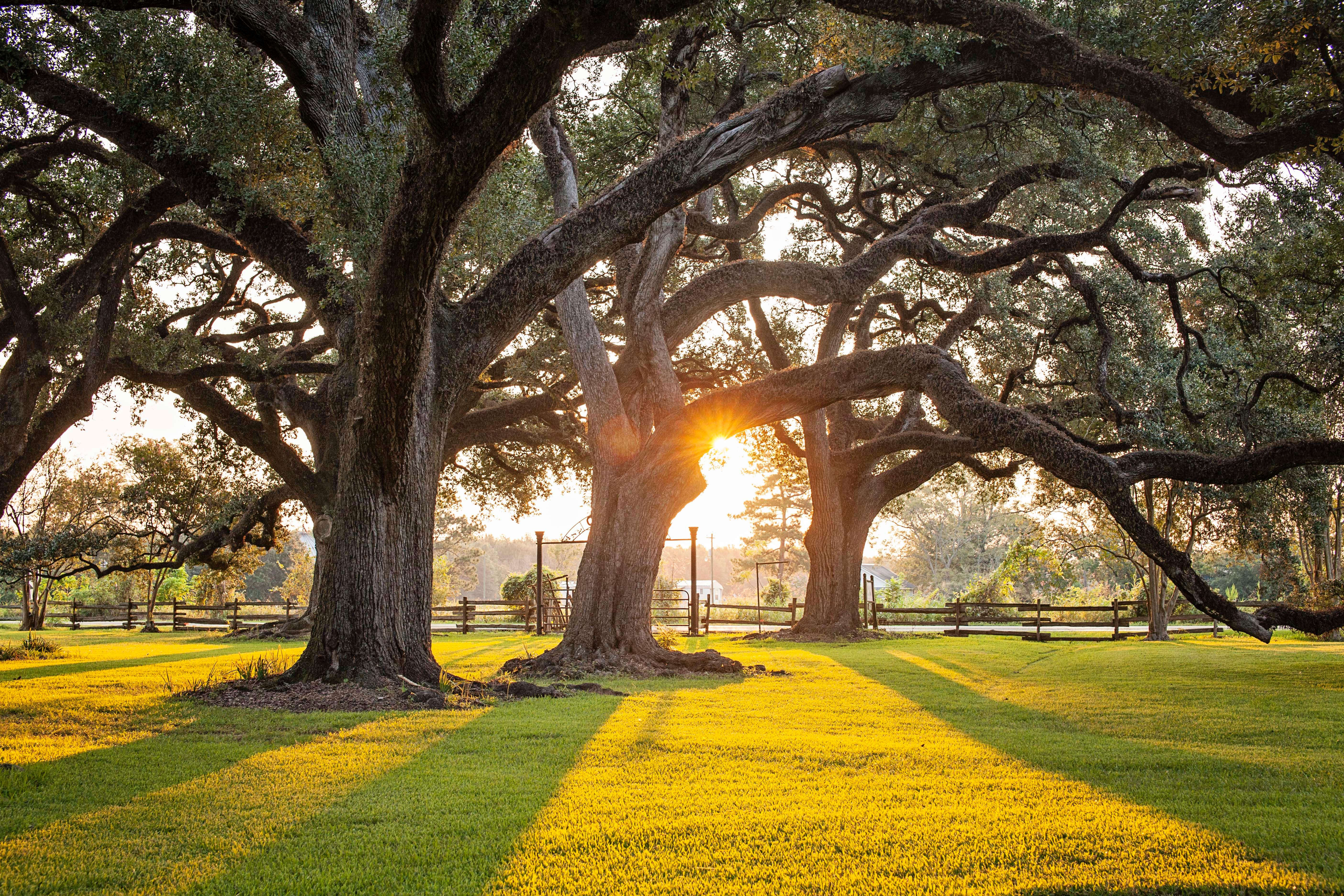 The sunrise shines through Live Oak trees at Oakland Plantation.