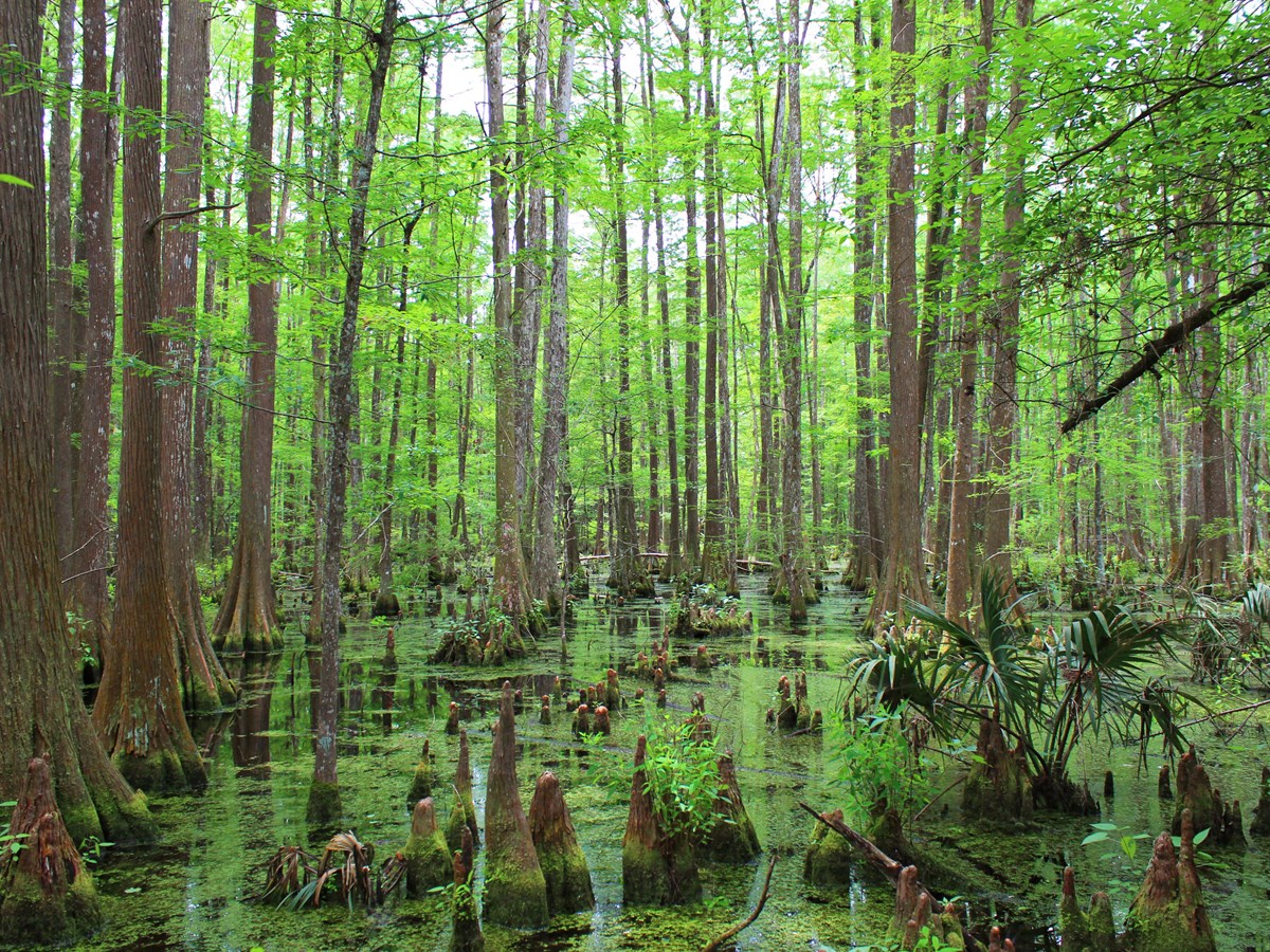 Hunting - Big Thicket National Preserve (U.S. National Park Service)