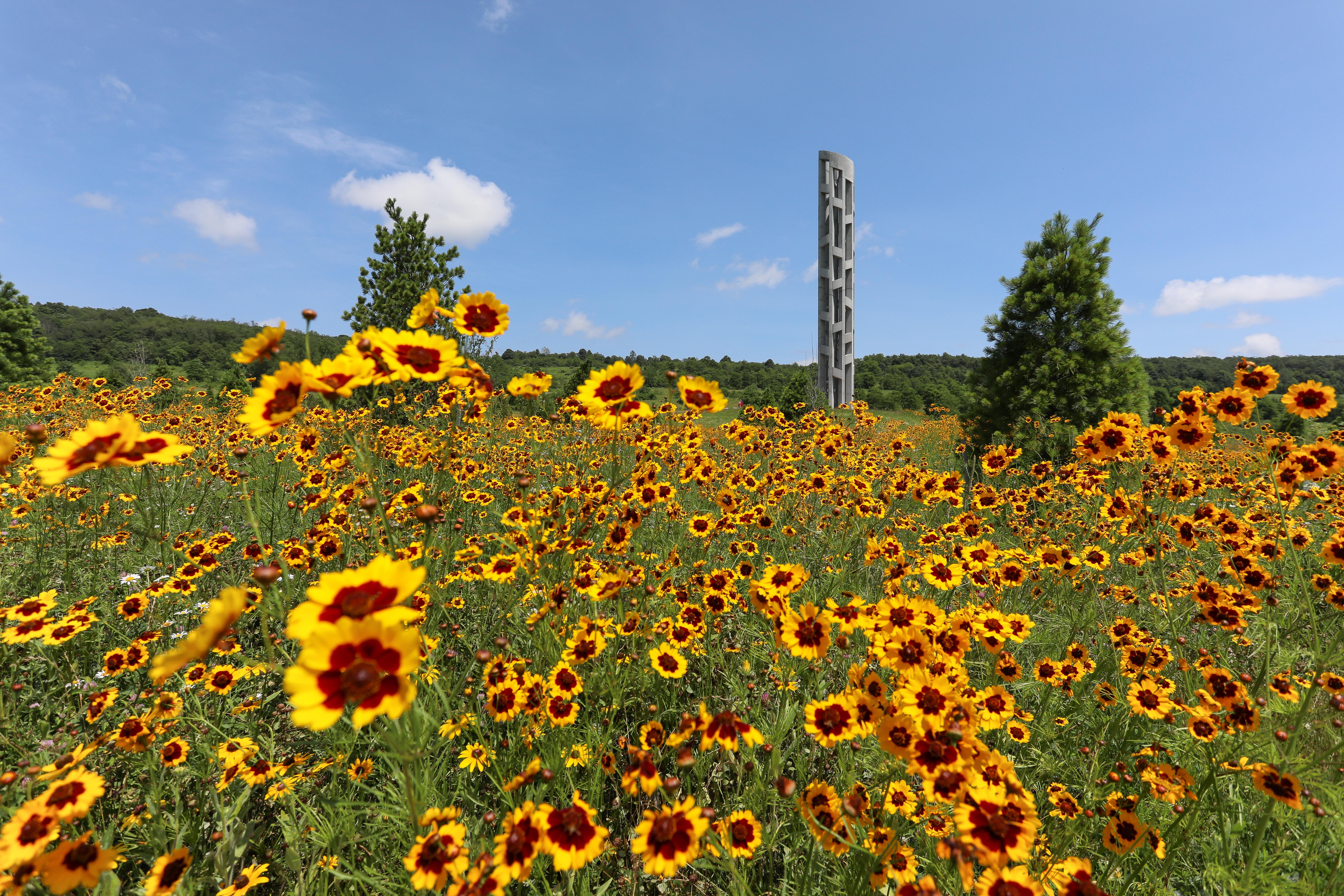 Wildflower and tall grass with the Tower of Voices behind.