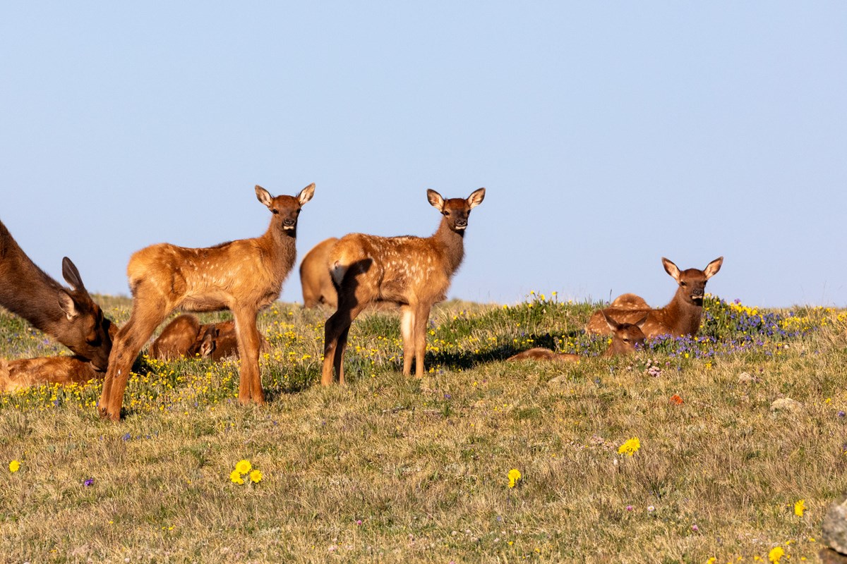 Several elk cows and calves are grazing on tundra plants