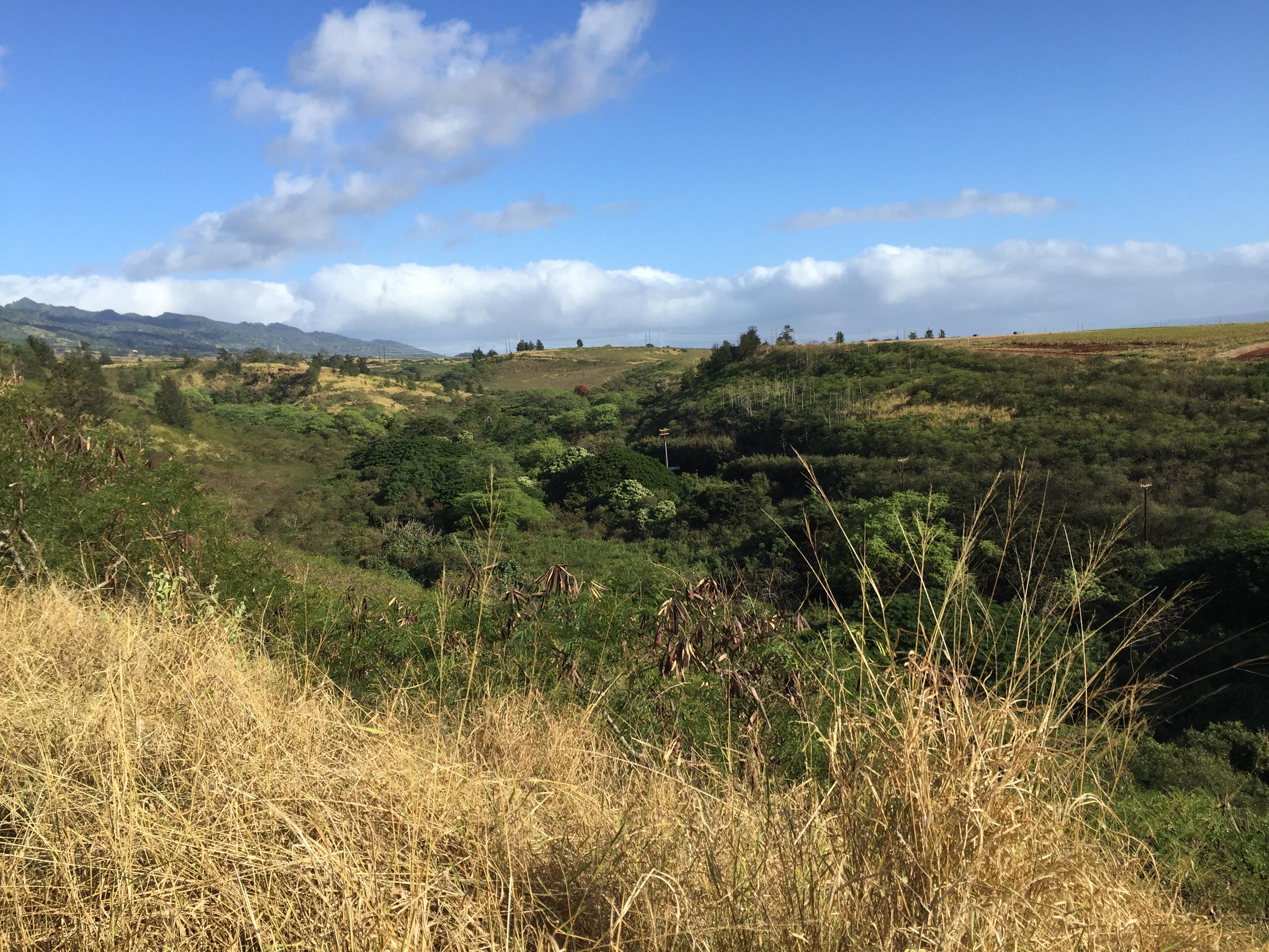 Overview of Honouliuli Gulch looking north