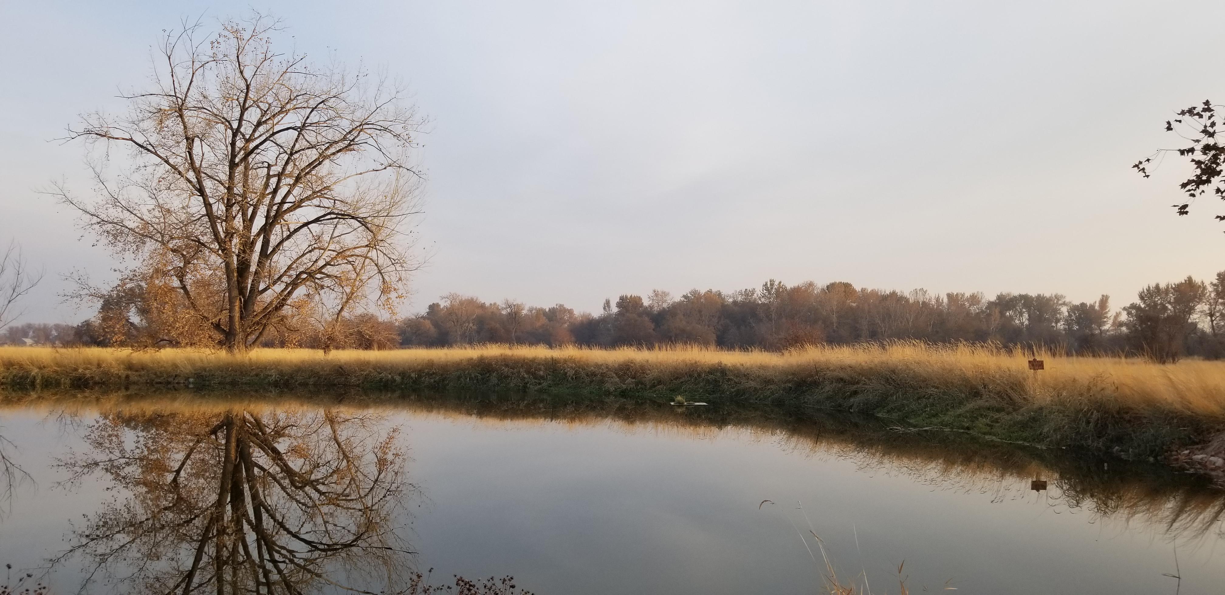 A tree reflected in a pond with more trees and a field of golden tall grass in the background