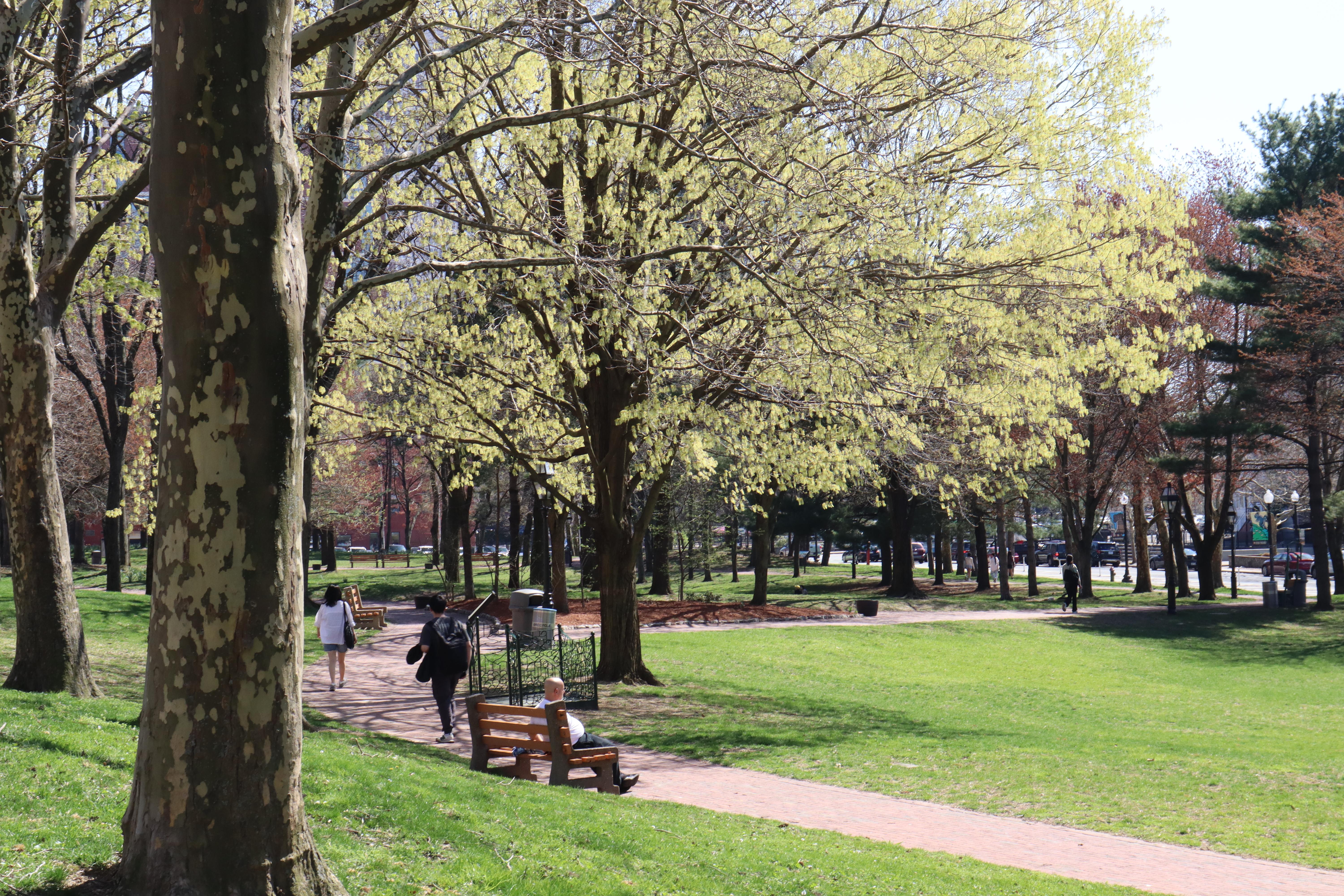 Shady lawn along a brick pathway