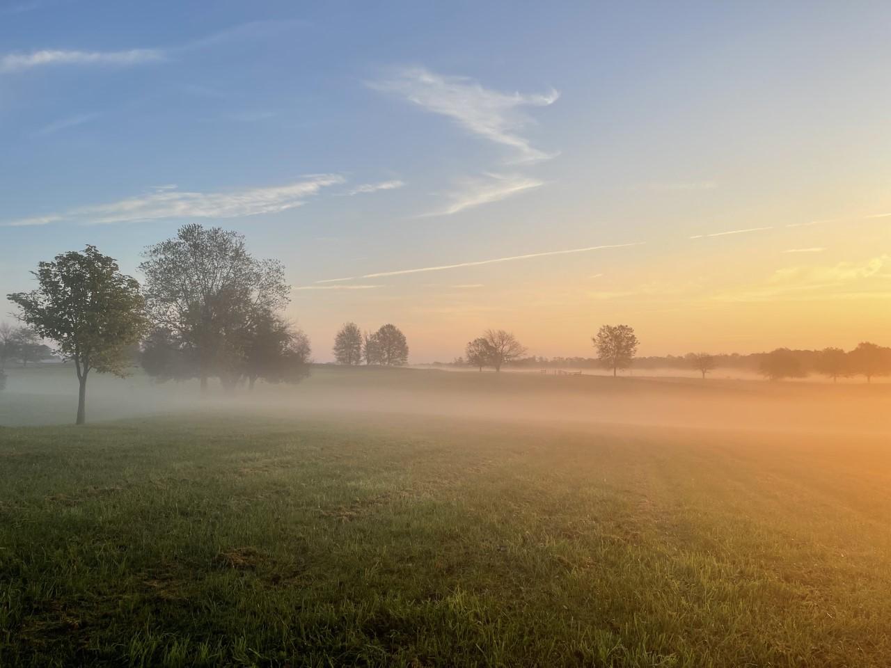 Open fields of green grass with trees during a colorful sunrise.