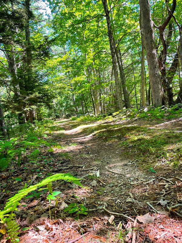 A moss-lined trail continues ahead through tall green pine trees.