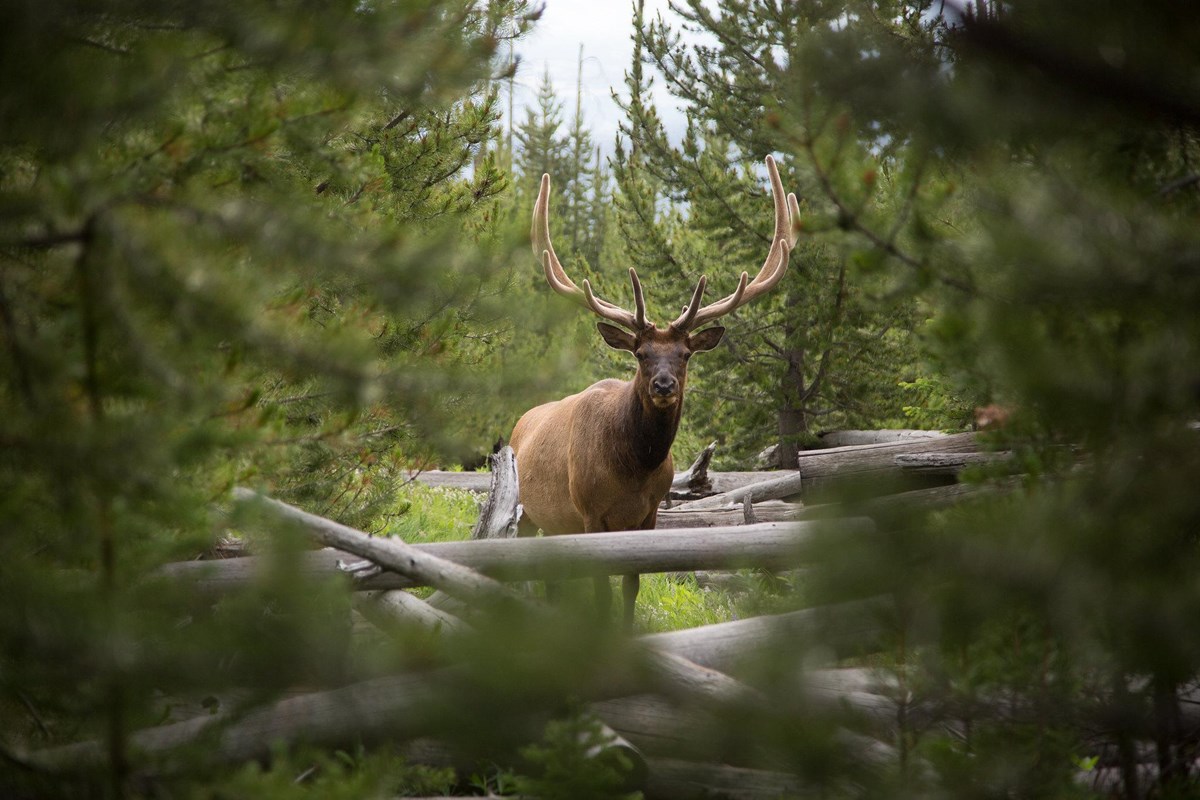 A large bull elk with antlers peers through dense green foliage.