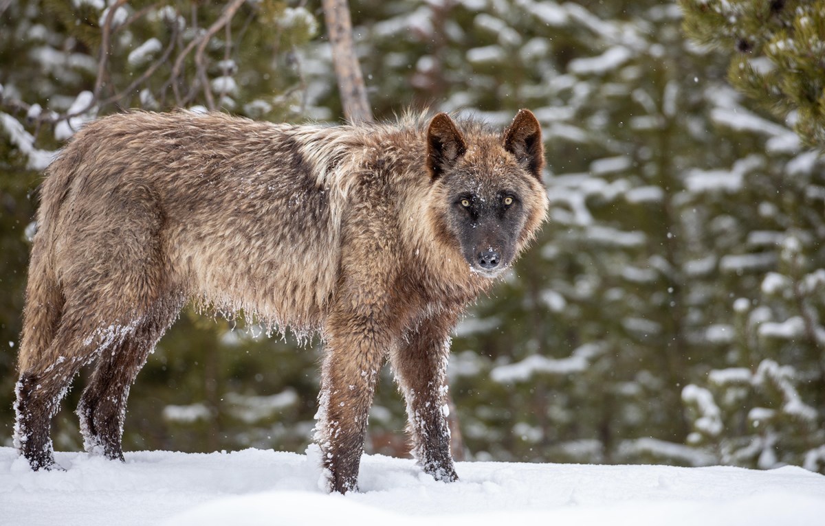 A dark wolf stands in the snow and looks towards the viewer.