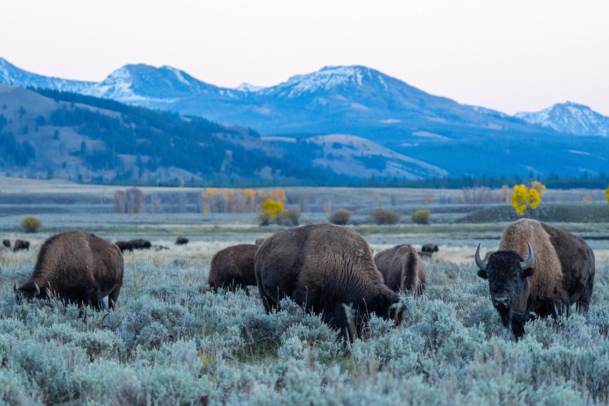 Bison graze in sage brush 