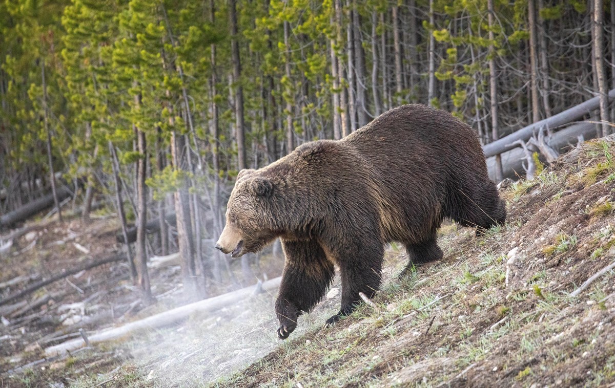 A grizzly bear walks down a slope with its breath showing