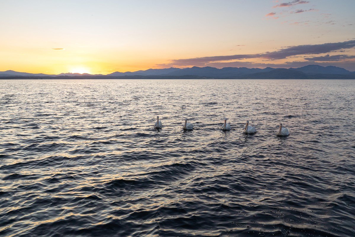 Five white pelicans float on a large lake at sunrise.