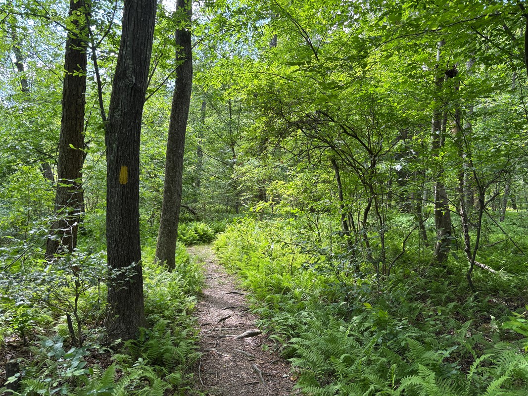 Dirt trail surrounded by ferns and shaded by a green forest