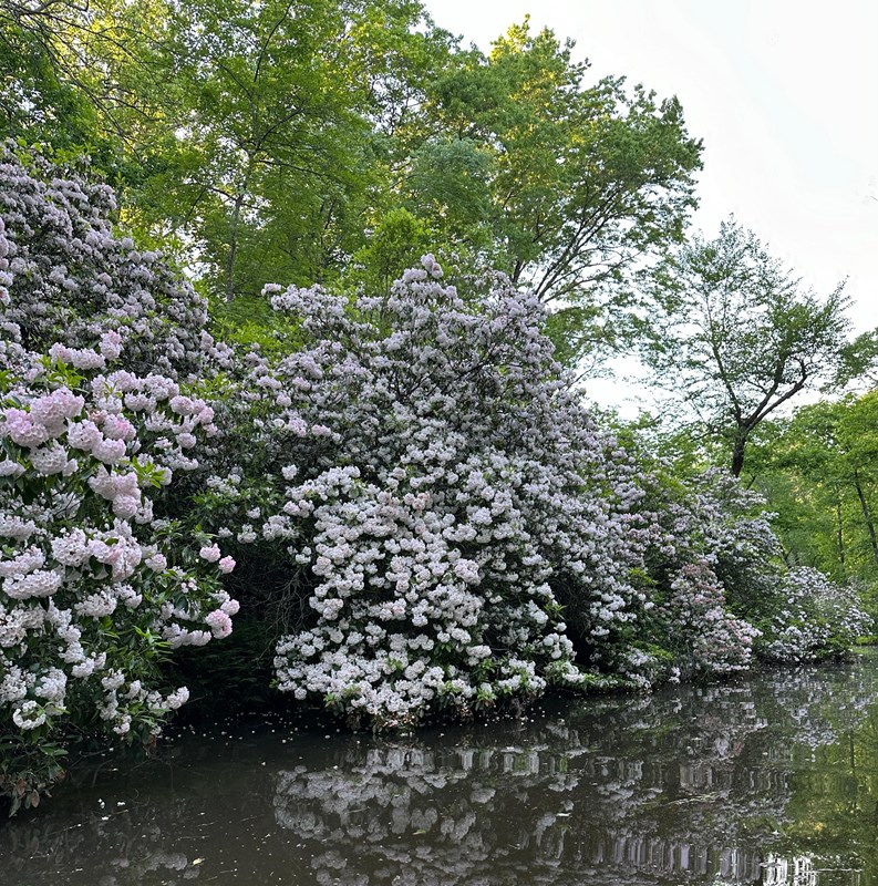 Pink and white flowers dot green bushes near the creek