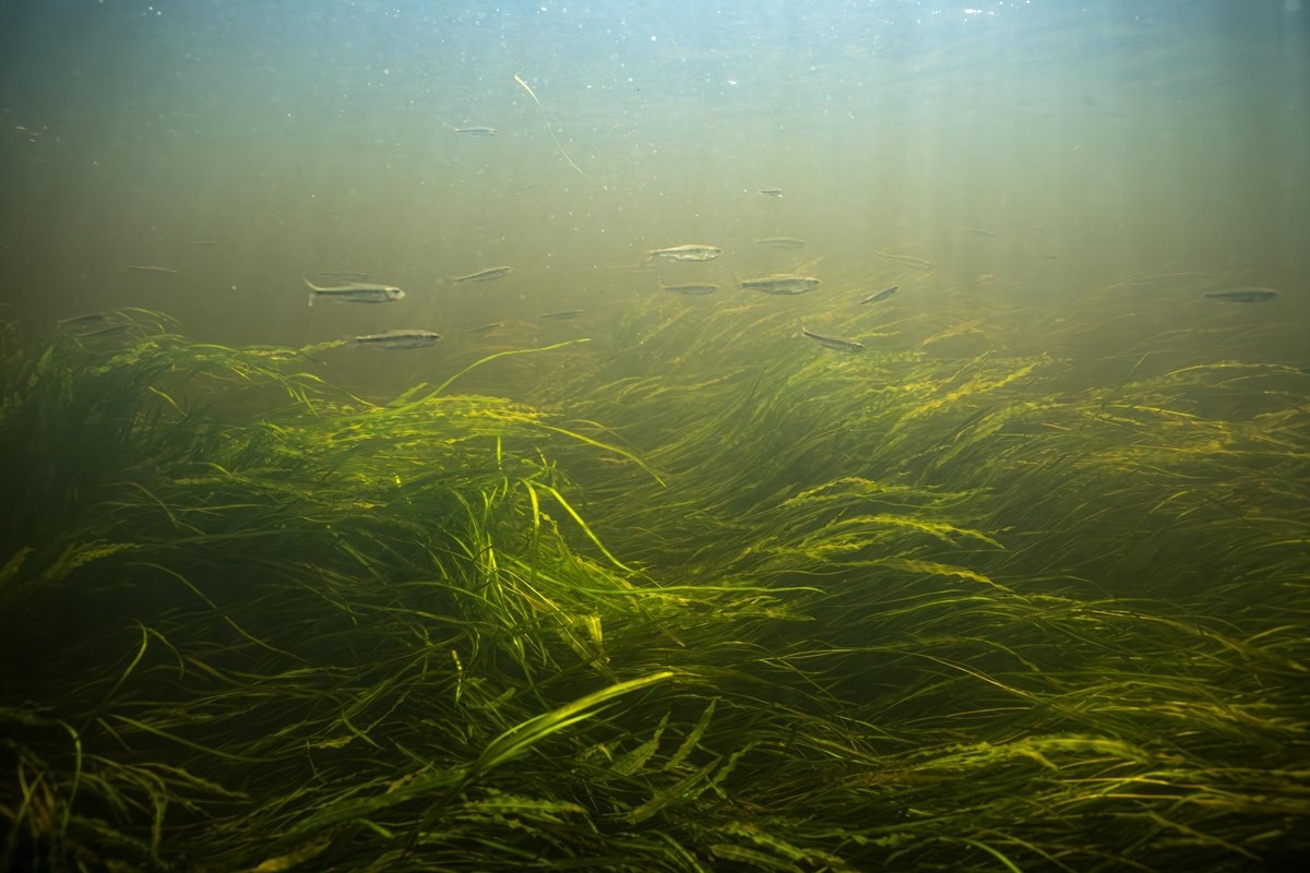 A school of minnows swimming in river grass