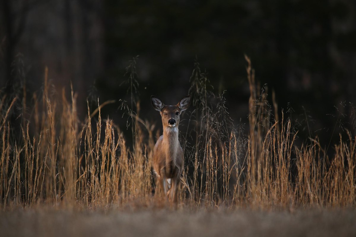 Image displays a lightly colored deer looking at the viewer and surrounded by tall grass.