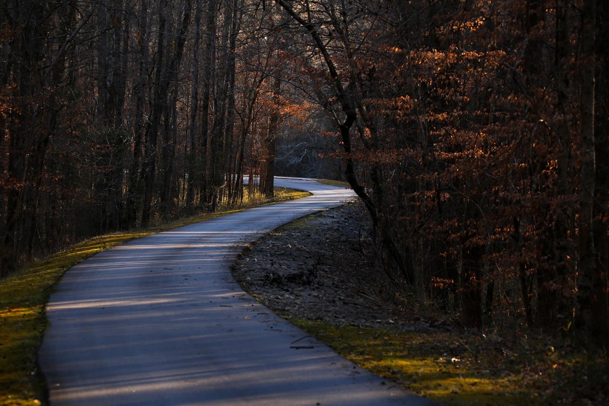 Image displays a paved road with moss and trees on either side revealing small amounts of sunlight.