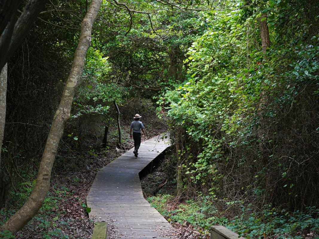 A park ranger walks on a boardwalk in a shady, green forest.