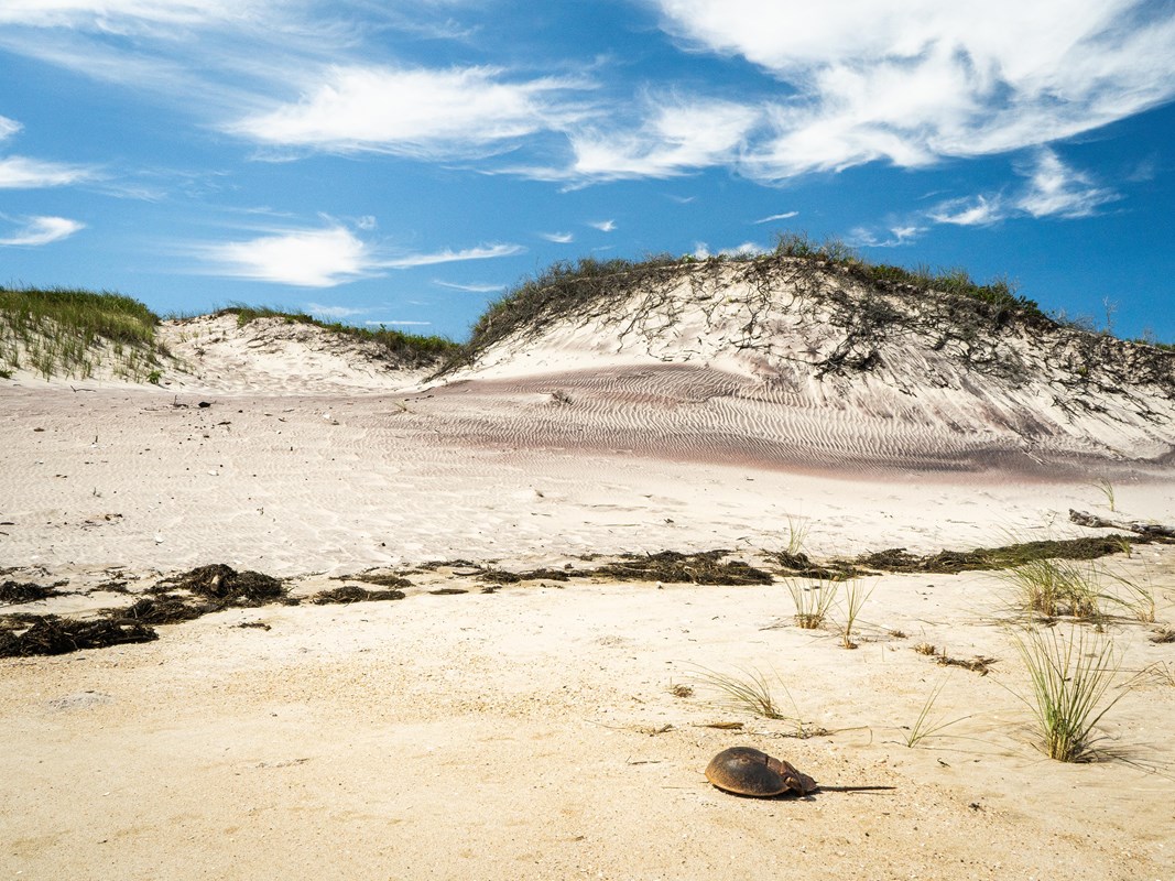 A sandy dune stands above the beach with dune grass and a horseshoe crab carapace in the foreground.
