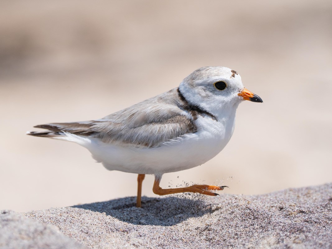 A small white and gray shorebird with orange bill and legs runs on the sand.