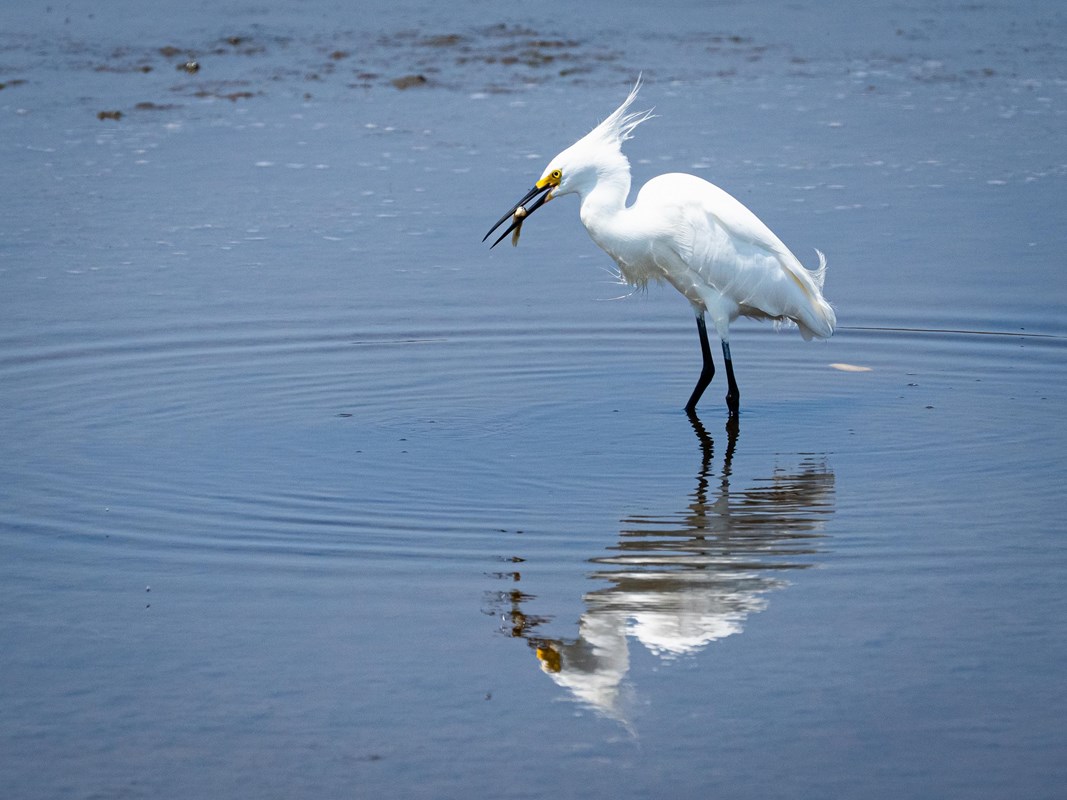 A wading bird with black legs and white body holds a small fish in its bill while standing in a shal