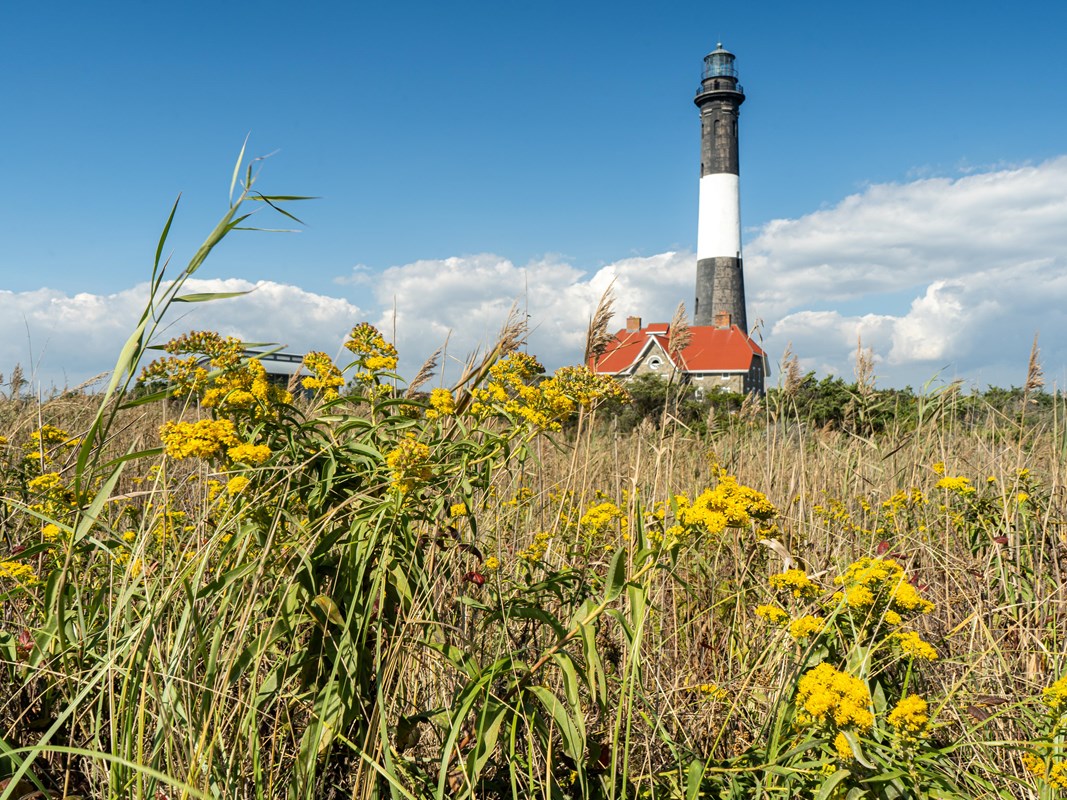 A white and black striped lighthouse stands above a stand of reeds with yellow goldenrod flowers. 