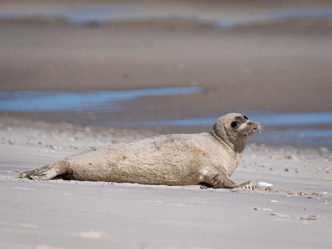 A young seal on a sandy beach looks towards the camera.