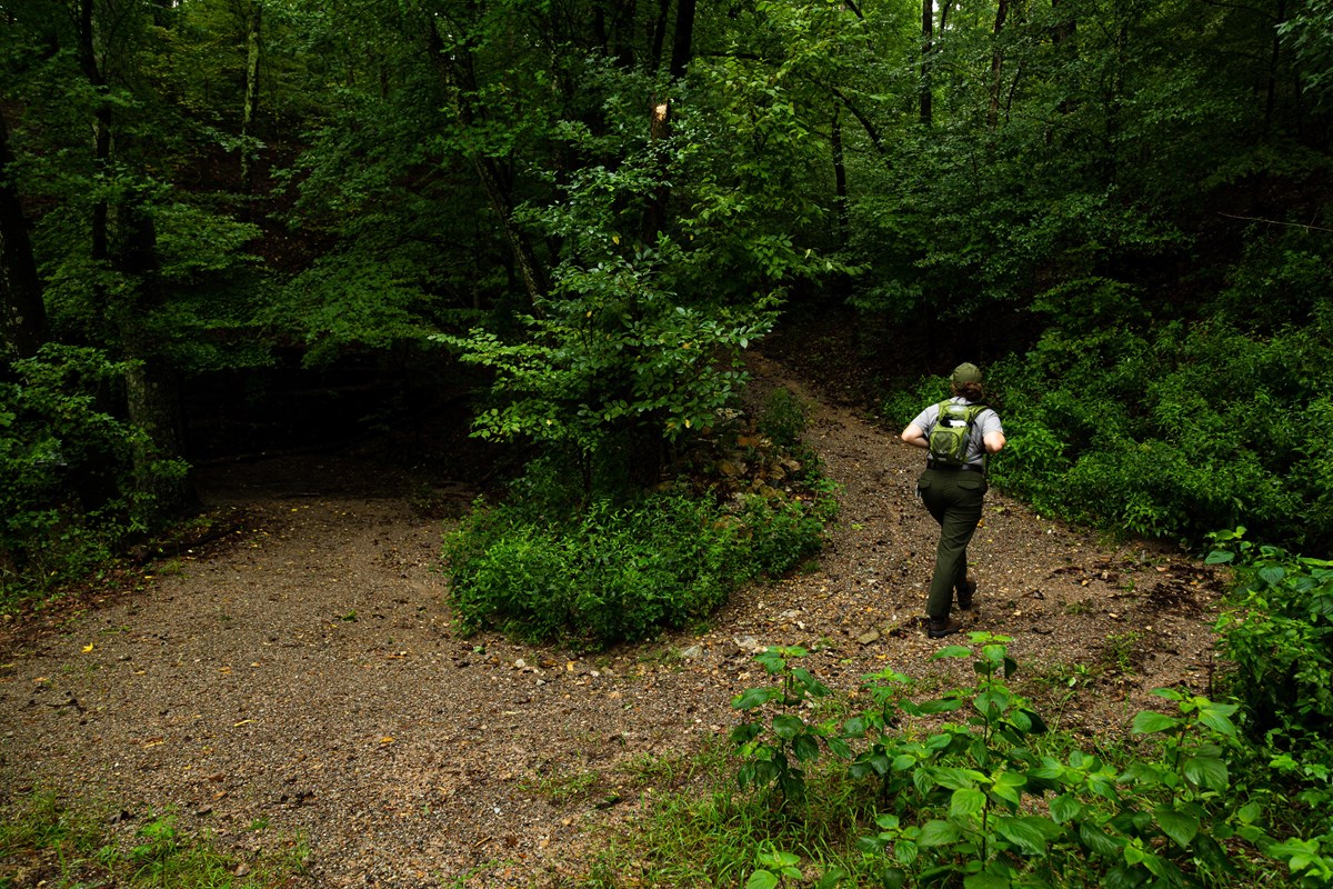A person hikes through a deep green forest.