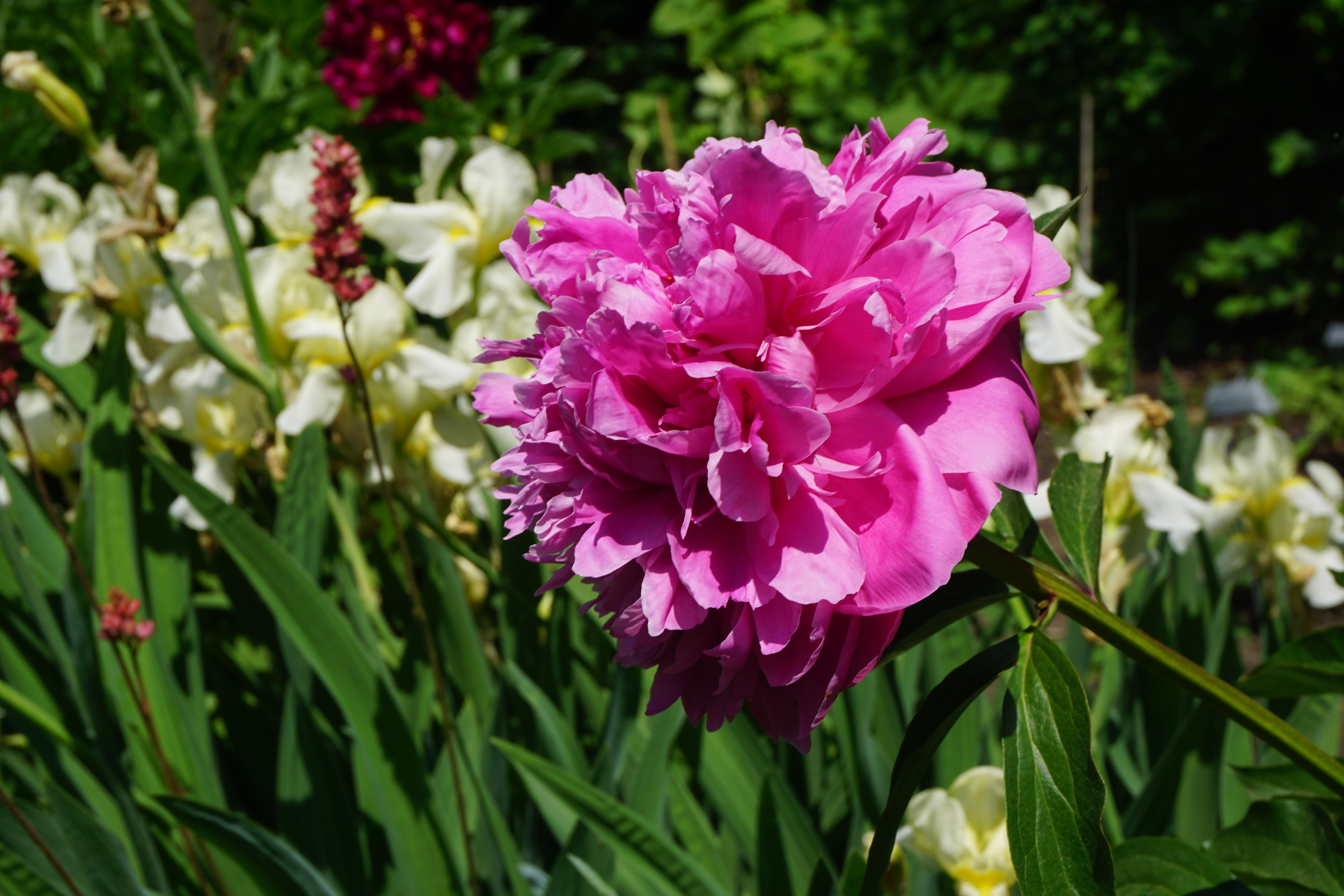 pink flower in garden