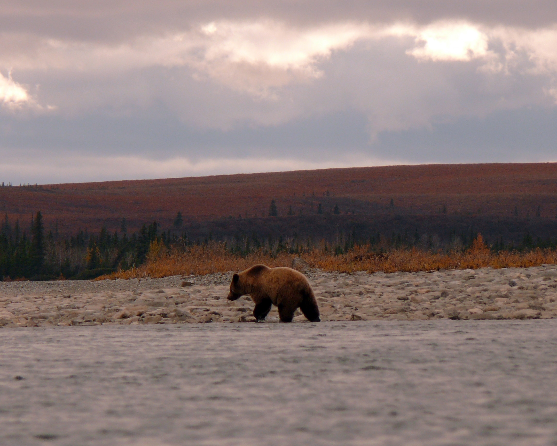 bear walking along river