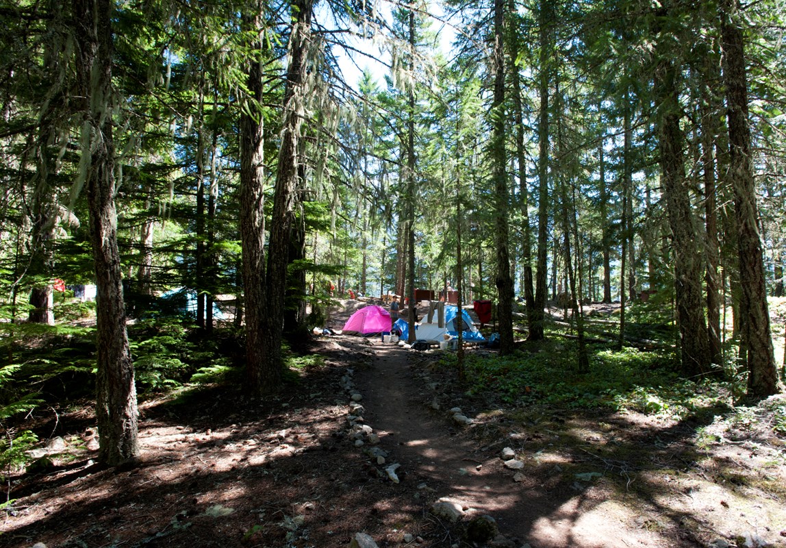 Tents set up in a wooded area. 