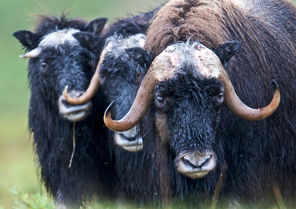 Three wet muskox stand in a line. 