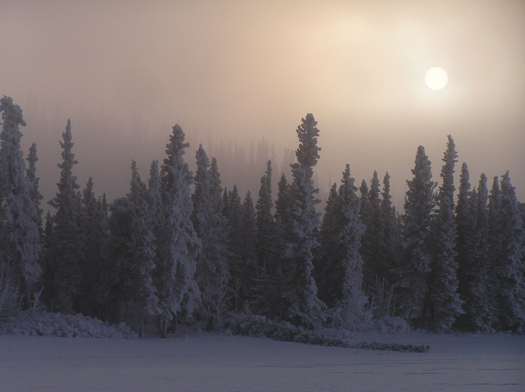 Forest of spruce trees blanketed in snow and fog.