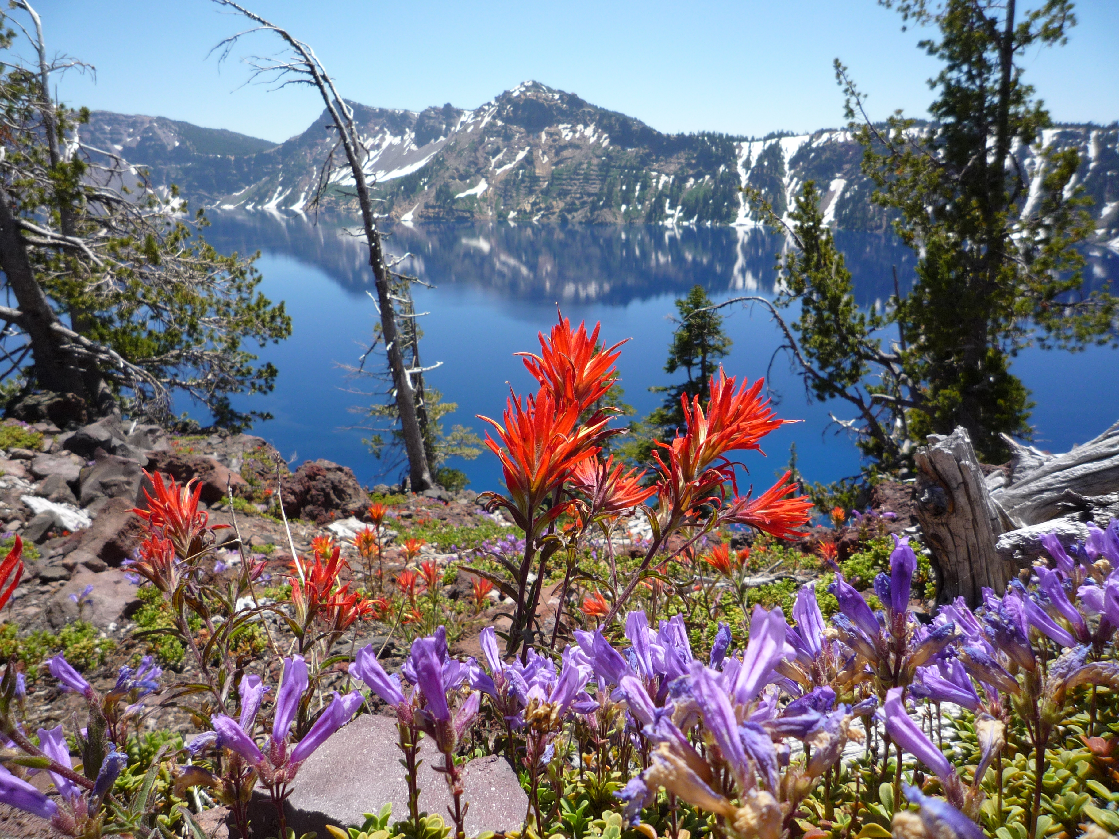 wildflowers on Wizard Island