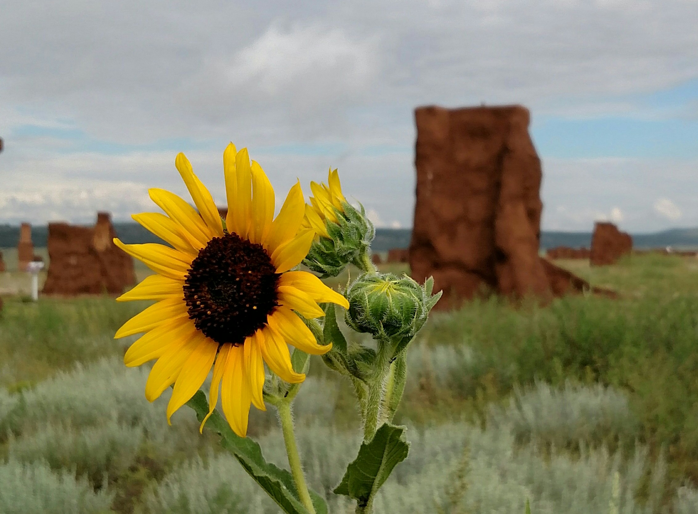 Sunflower in Enlisted Barracks