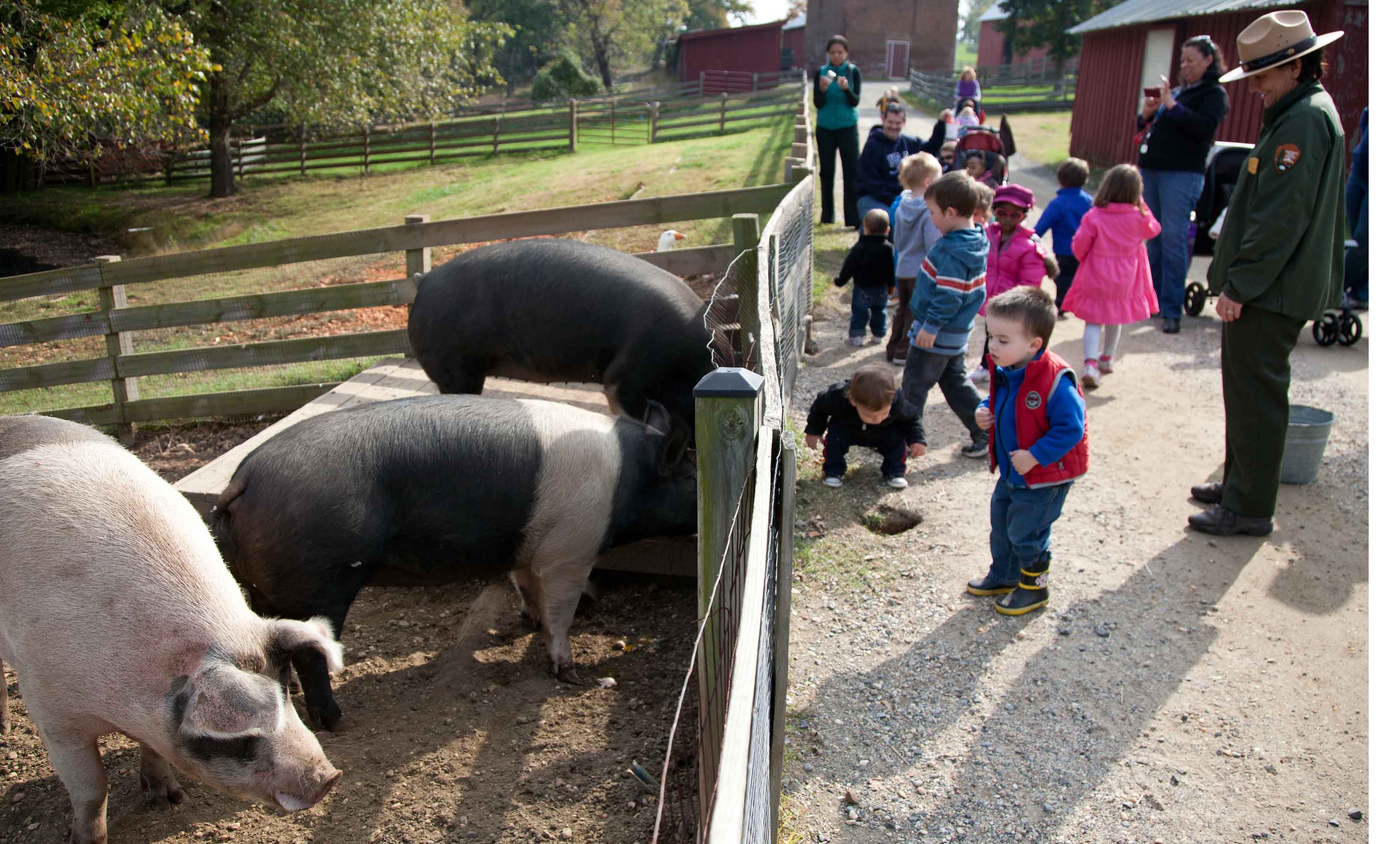 Young visitors meet the pigs.