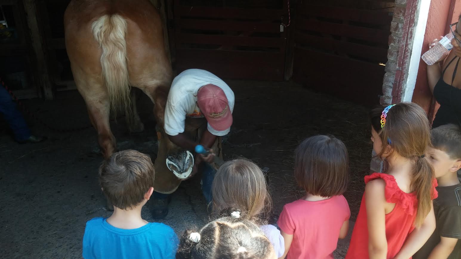 Farrier repairs horse hooves