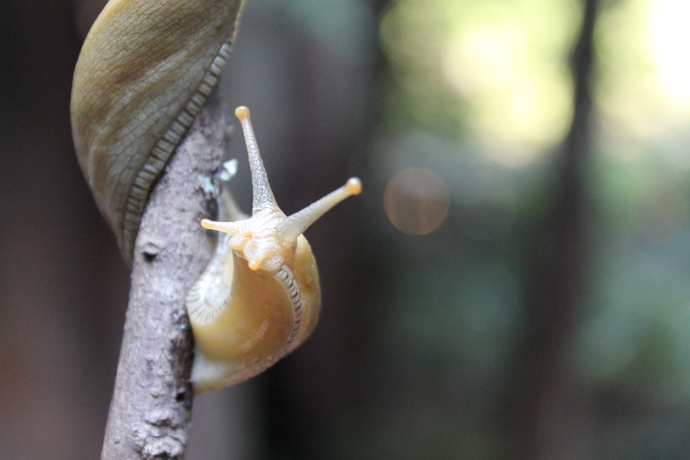 A yellow banana slug creeping along a twig