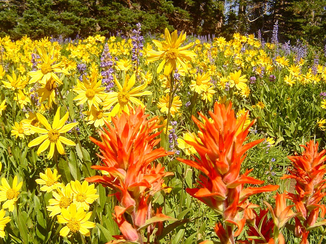 Yellow sunflowers and orange paint-brush wildflowers in a meadow. 