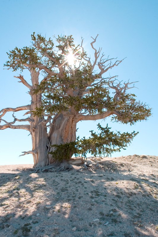 Ancient Bristle-cone pine with sun shining through the branches. 