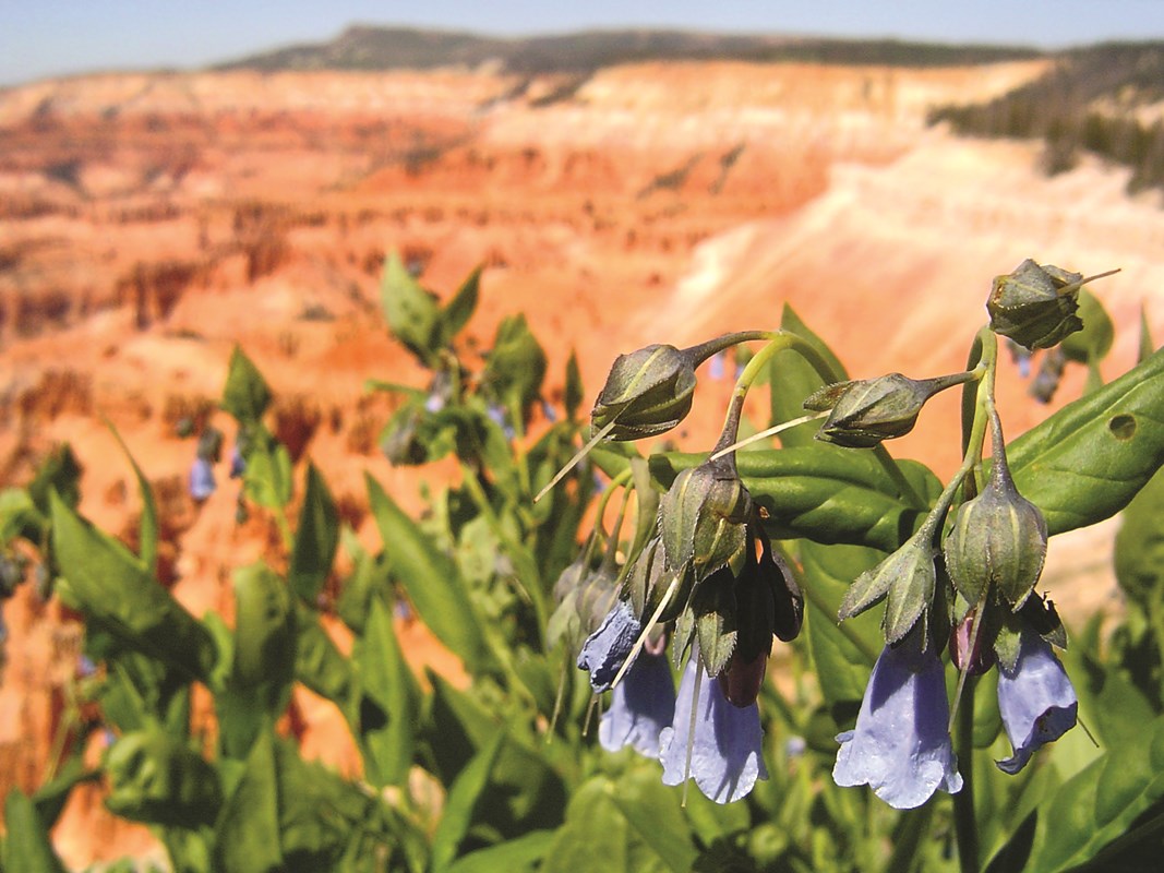 Bluebell flowers growing on the rim of the Cedar Breaks Amphitheater. 