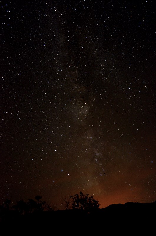 stars and the Milky Way galaxy over a desert juniper tree