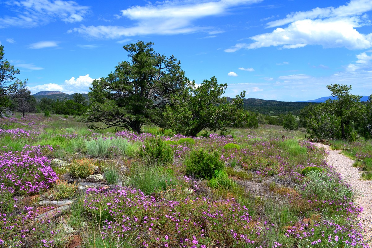 Hiking in Summer 