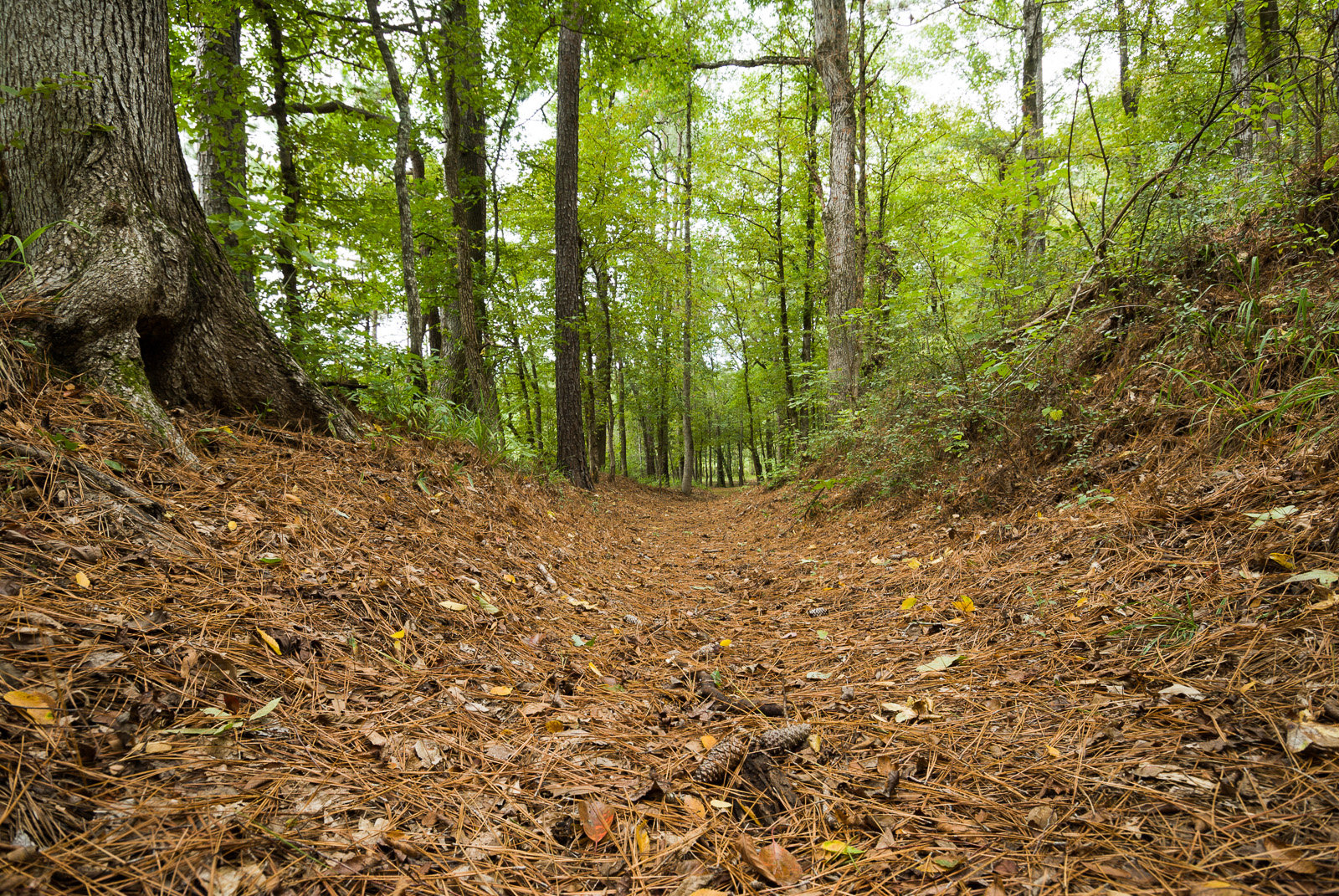 trail segment indentation with leaves in it, trees along the side