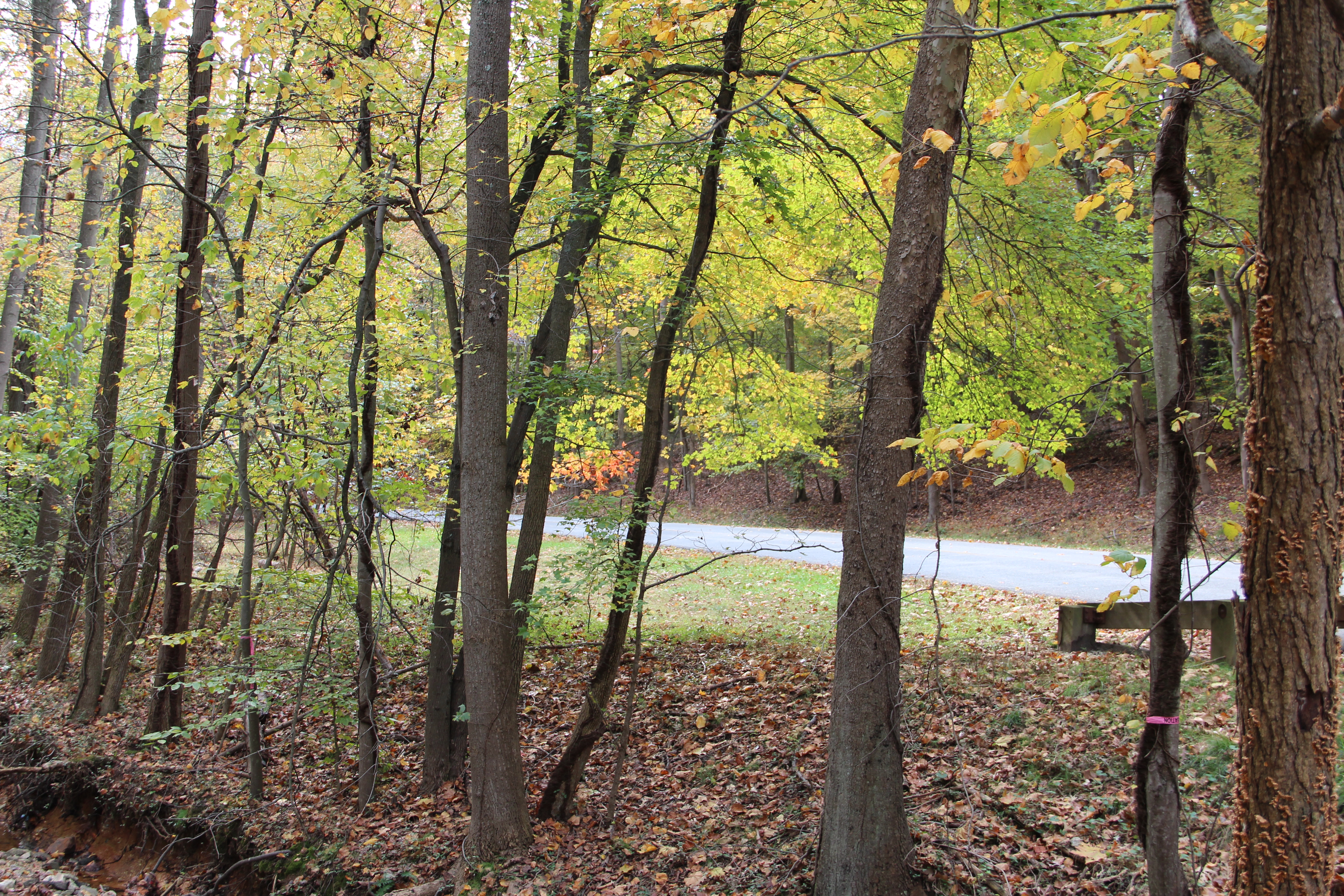 trees in Greenbelt Park